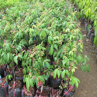 Cây giống khế chua sai quả