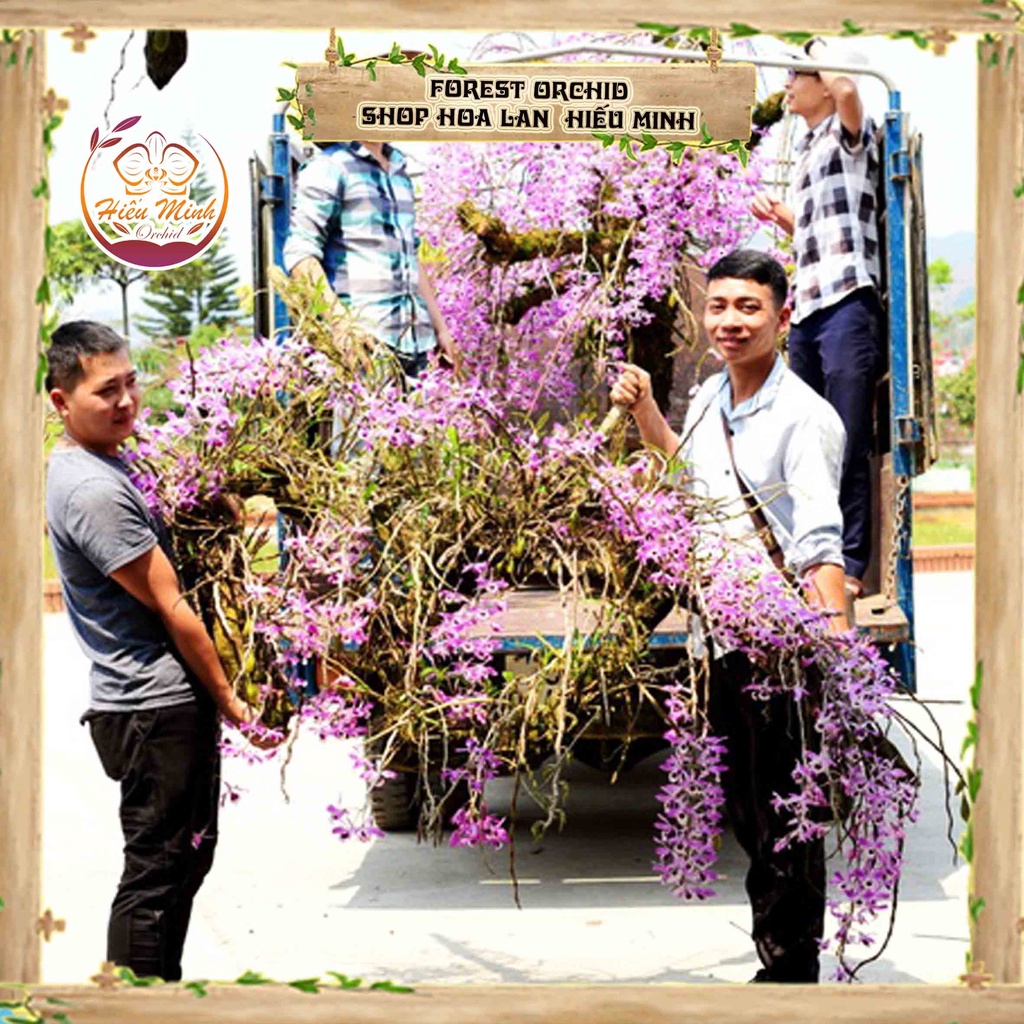 Hoa Lan đột biến Hoàng Thảo Kèn, Phong lan rừng Tây Bắc, Lào, Cây Giống Giá Rẻ, Địa, Hồ Điệp Đẹp