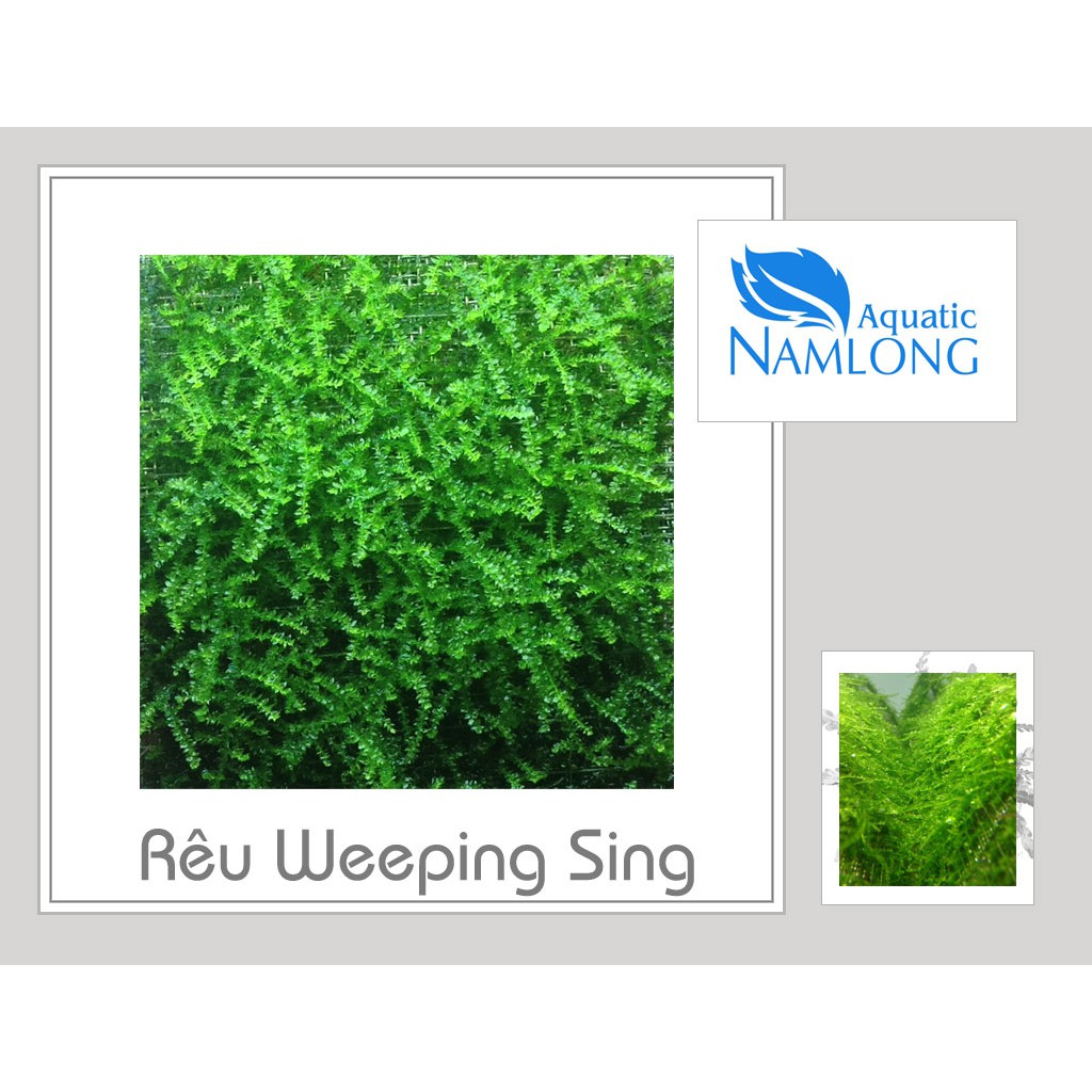Rêu weeping sing lá nước - Rêu thủy