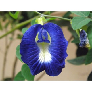 Hạt giống hoa đậu biếc - Tặng gói hạt giống ngẫu nhiên