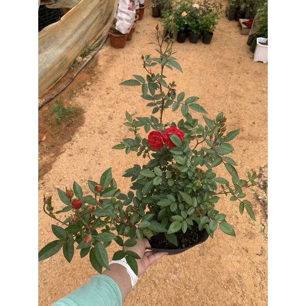 Cây hoa hồng bụi Margo koster đỏ, cây nguyên chậu cao 50-60cm. Thienan22916