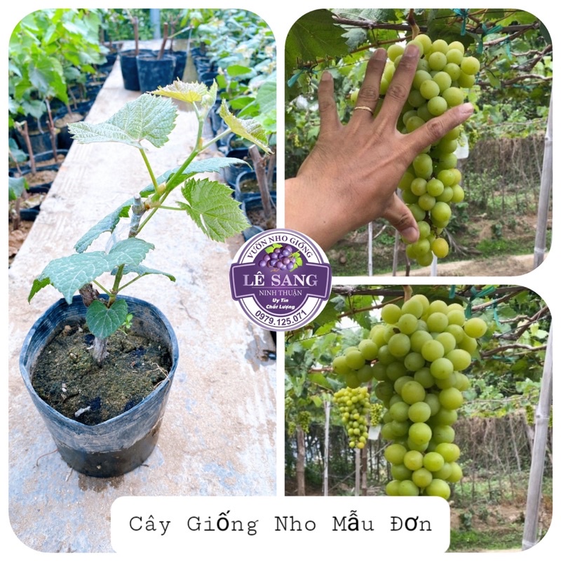 Cây Nho Giống Mẫu Đơn Shine Muscat.