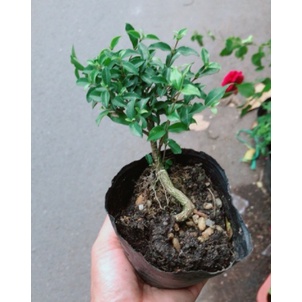 Bonsai hồng ngọc mai mini, trang trí tiểu cảnh, terrarium, cán cạn size 10-15cm