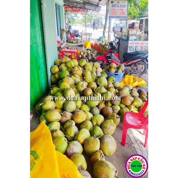 DỪA SÁP LOẠI 2 MINI
