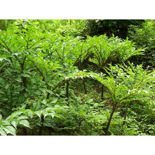 bột cây khoai nưa (bột nưa)