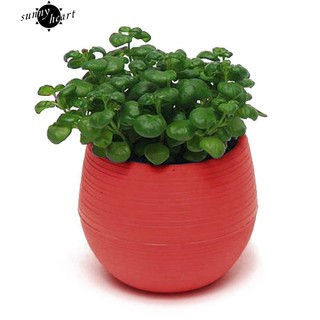 Chậu cây mini có đế hứng nước
