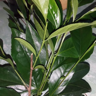 300g các loại lá tươi và khô - trà xanh - bưởi - lá giang