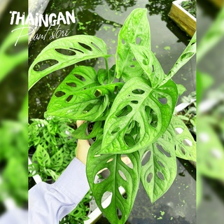 Cây Trầu Bà Lỗ - Vườn Ươm Thái Ngân