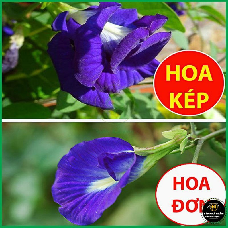 Hoa đậu biếc khô cánh kép, ra màu đậm