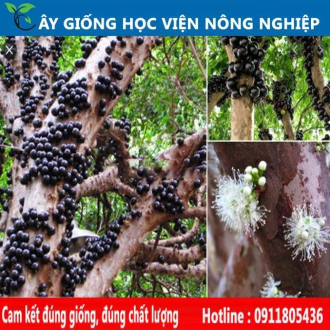 Sản phẩm Cây Ăn Trái HÓT...Nho Thân Gỗ Tứ Quý..Quả To Đùng.Hàng Mới Toanh..Cây Giống Nhập Khẩu 100%