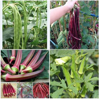 Bộ 4 gói hạt giống các loại đậu ( đậu bắp xanh + đỏ và đậu đũa xanh + tím )