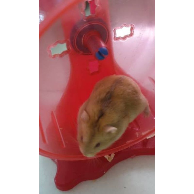 Chuột Hamster Màu Trắng Vàng Thời Trang Mùa Đông