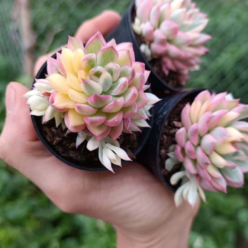Sale 60% - Sen đá hồng var mini Vip rất đẹp hiếm số lượng ít.
