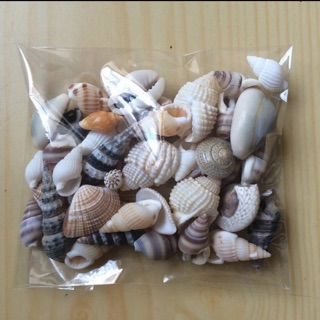 1 KG VỎ ỐC NHỎ CÁC LOẠI