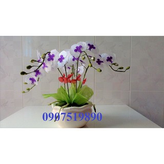 Hoa giay lua - lan hồ điệp1 bộ 3 cành chưa chậu