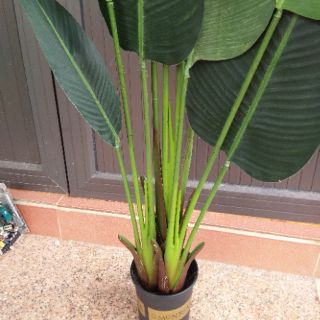 Cây chuối giả cảnh cao 2,2met