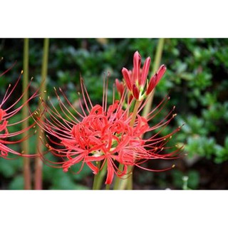 Sét 10 củ hoa bỉ ngạn đỏ