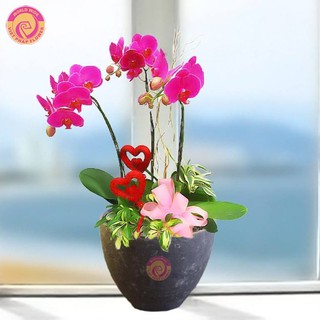 1kg que bọc nhựa cố định hoa hồng, phong lan