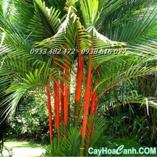 Cây cao đỏ phong thủy