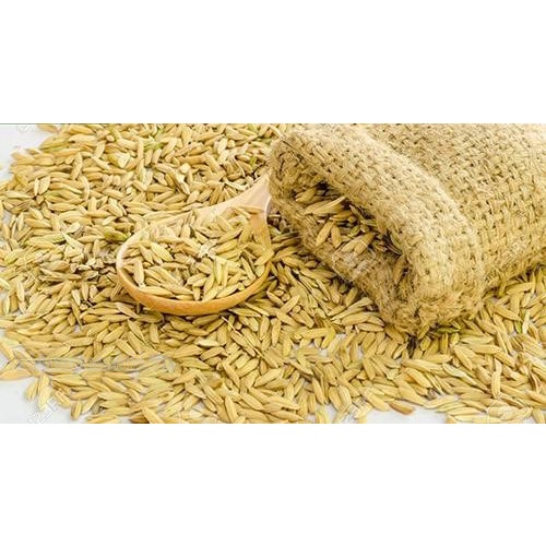 1KG Lúa Cho Gà Đá Lúa Cho Cu Gáy Thái Lúa Cho Gà Chọi Lúa Hạt Cho Gà