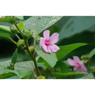 1 cây ké hoa đào giống
