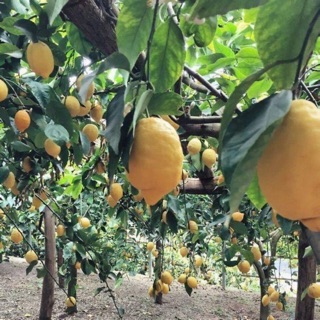 Cây giống chanh vàng Mỹ