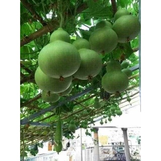 Hạt giống bầu hồ lô 5 hạt