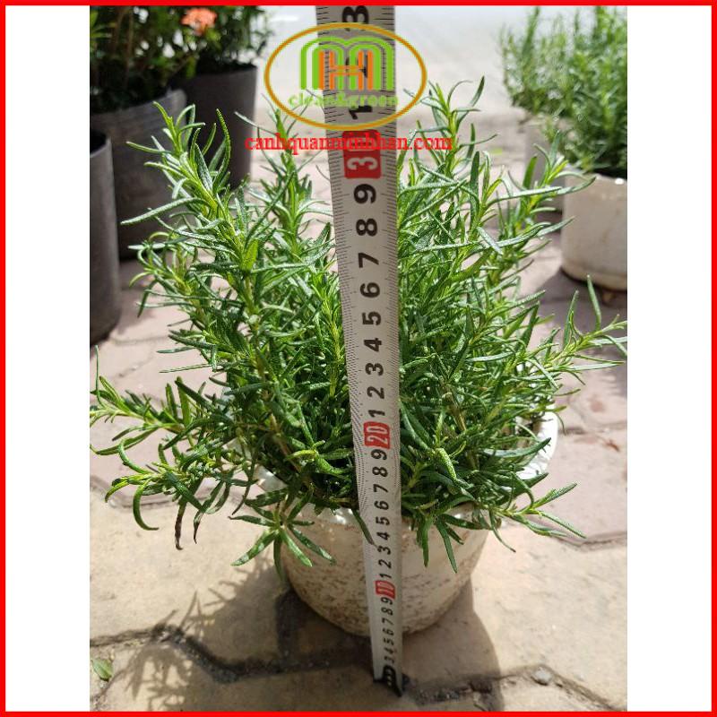Cây hương thảo mini Rosemary đuổi muỗi, côn trùng làm gia vị