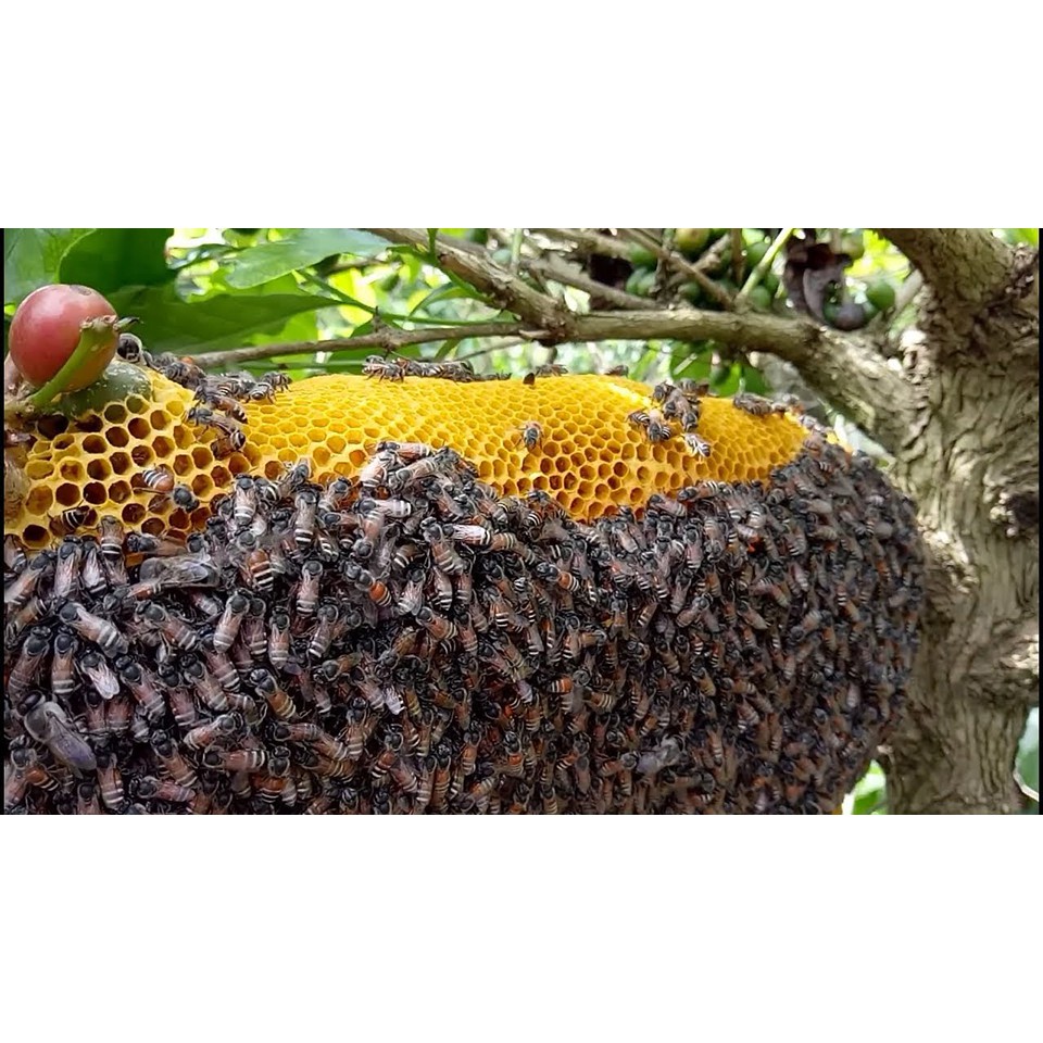 Mật ong hoa cà phê nguyên chất beelinh 1lít nặng 1.4kg - mật nhà măng - ảnh sản phẩm 9