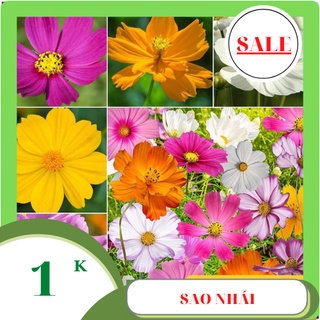 Hạt giống hoa cánh bướm mix màu 100 hạt