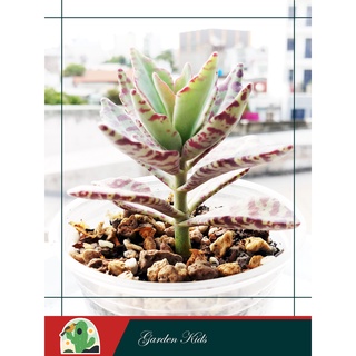 Sen đá gấm viền tím (Kalanchoe Humilis)