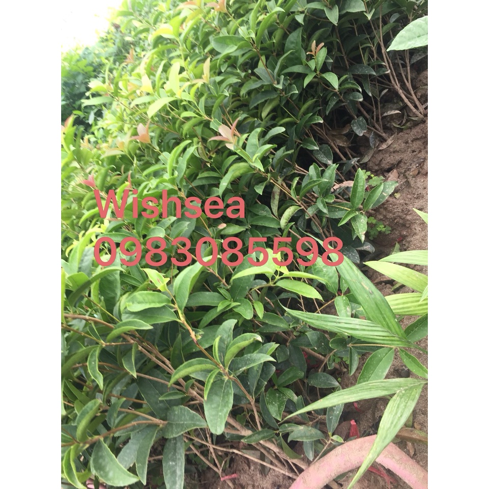 Cây hoa mộc hương ta