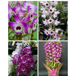 Dendro xuân hoa tết