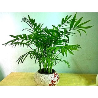 Cau Tiểu Trâm để bàn