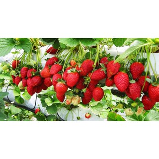 [Seeds] Hạt giống Dâu tây Đỏ 100 Hạt
