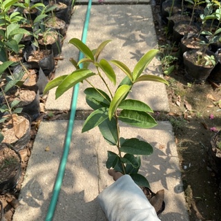 Cây mộc hương ta cao 30-40cm trồng trong bầu đen (Như Ảnh)