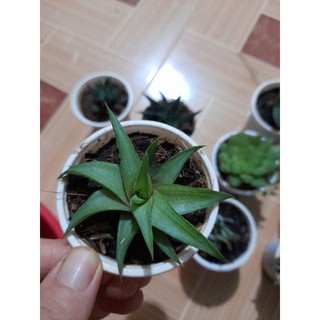 Móng rồng xoáy xanh non Hoa Đá BMT