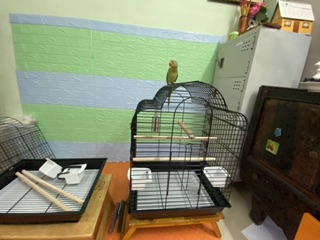 Lồng vẹt E2