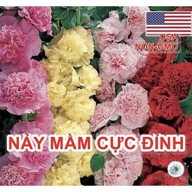 Hạt Giống Hoa Mãn Đình Hồng Kép Mix Nhiều Màu | SL: 40 HẠT