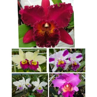 Hoa phong lan catleya giống đủ màu