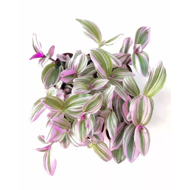 Chậu cứng Tradescantia albiflora Nanouk -Thài lài Thái hồng