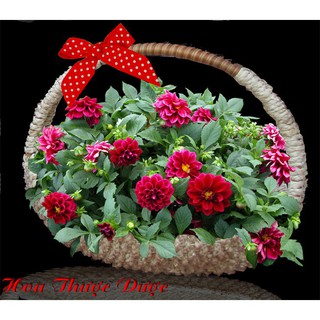 Hạt giống hoa thược dược lùn mix đủ màu