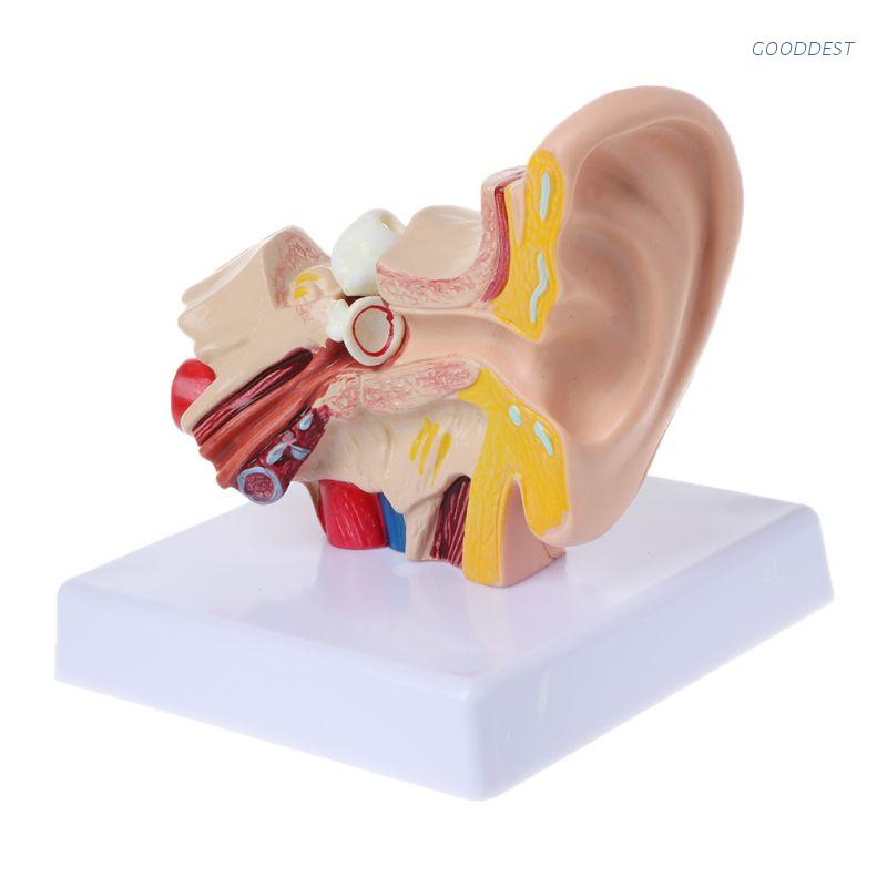 Mô hình giải phẫu tai người 1.5 lần chuyên dùng