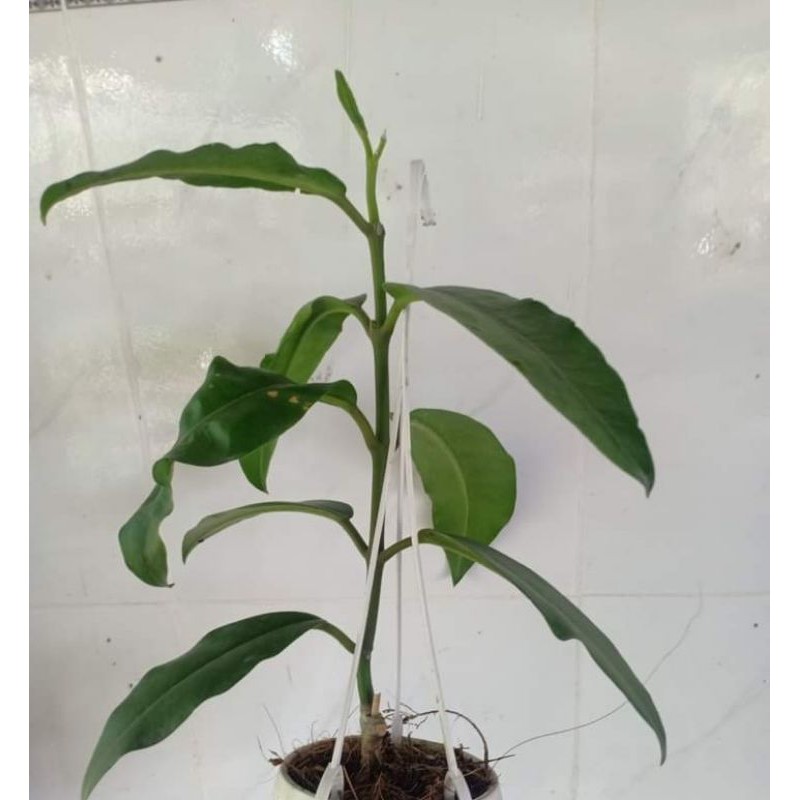 Cây giống lan cẩm cù khủng long