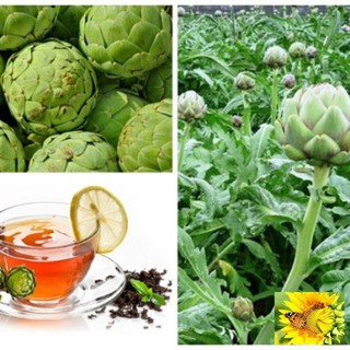 Hạt giống atiso đà lạt bông xanh 20 hạt