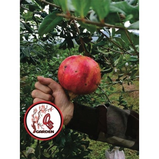 Cây Lựu Đỏ lùn Ấn Độ(70-90cm)