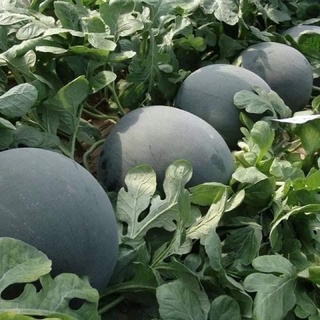 1G HẠT DƯA HẤU SUGARBABY