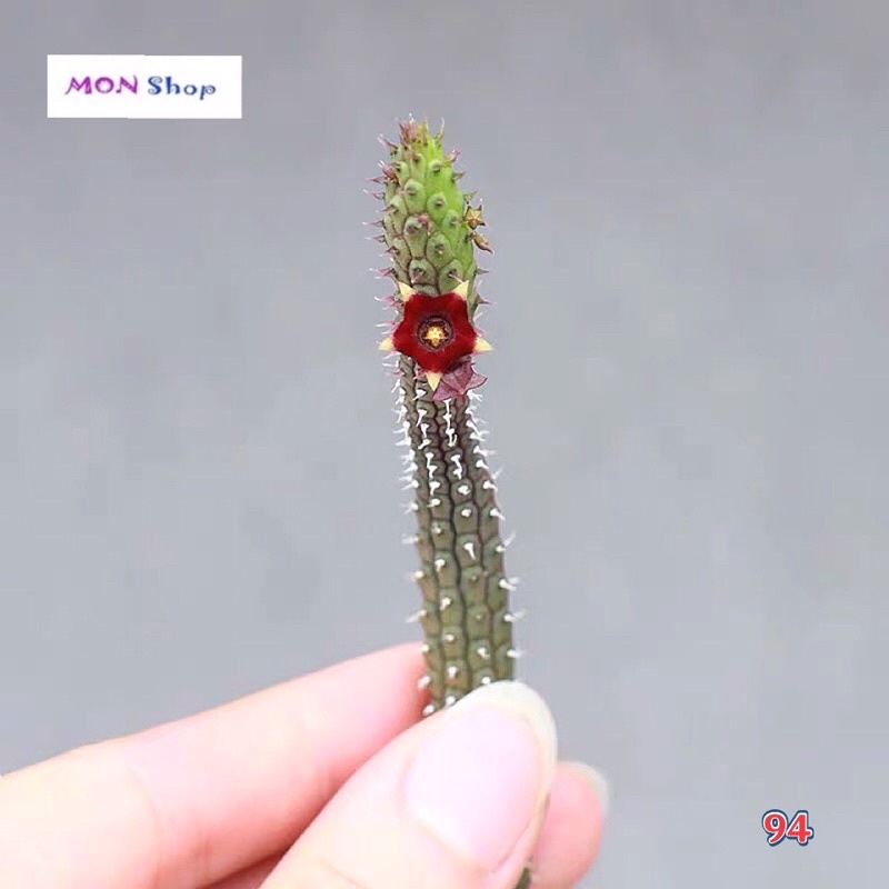 Xương rồng sao biển mẫu mới dễ thương