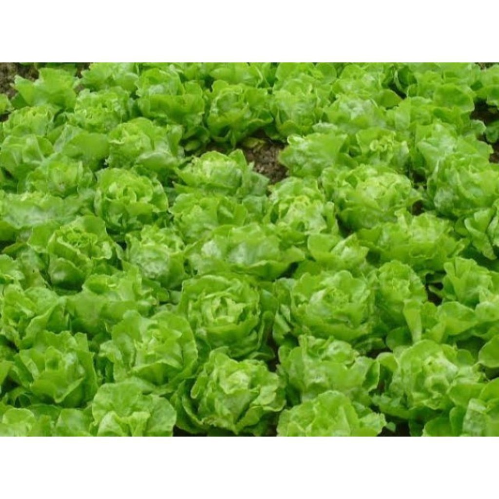 Hạt Giống Xà Lách Búp Thảo Nguyên No.5 Phú Nông - Gói 2g