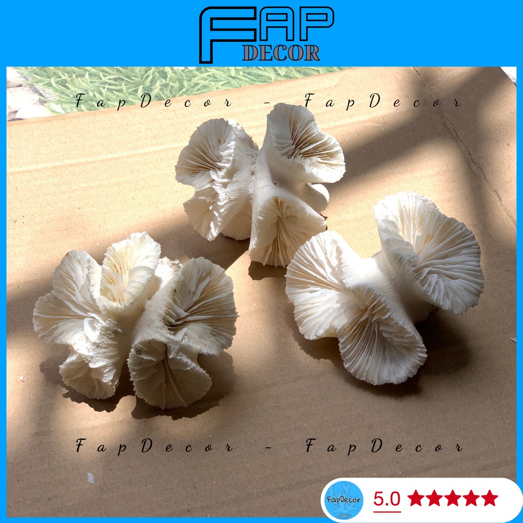 PHỤ KIỆN CHỤP HÌNH SAN HÔ HẢI QUỲ, PHỤ KIỆN TRANG TRÍ CHỤP ẢNH